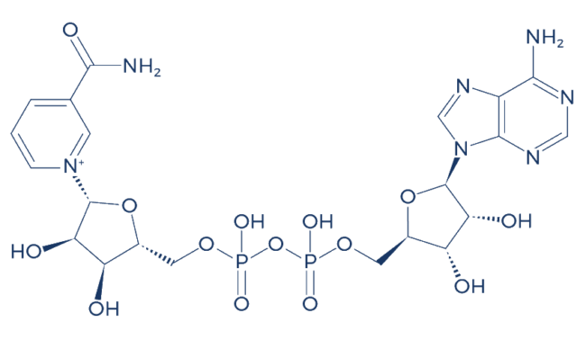 Oxytocin - Image 2